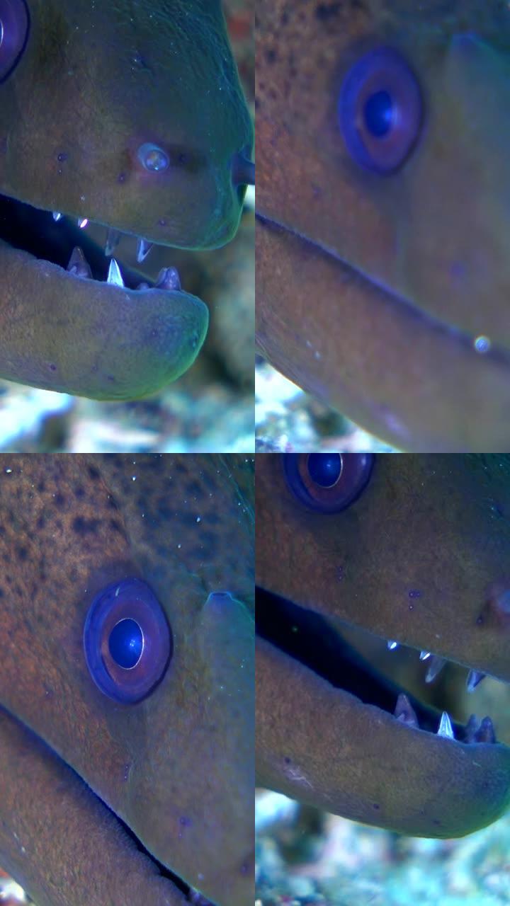 巨大的海鳗头在张开嘴时来回走动的垂直视频