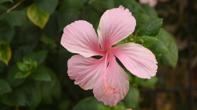 芙蓉粉红色的花或玫瑰在花园的树枝上绽放