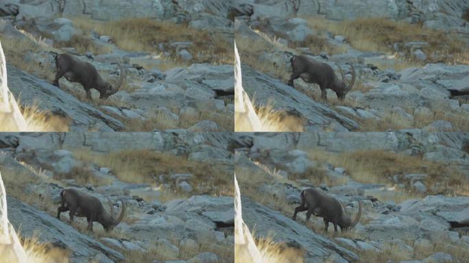 Ibex在岩石前景的山坡上放牧的特写镜头