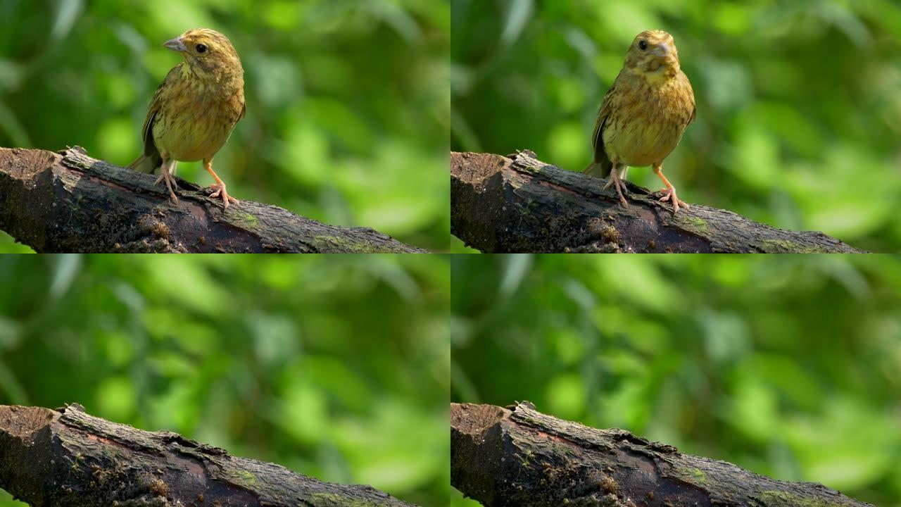 从树枝上飞来的美丽的Yellowhammer (Emberiza Citrinella) 的特写镜头