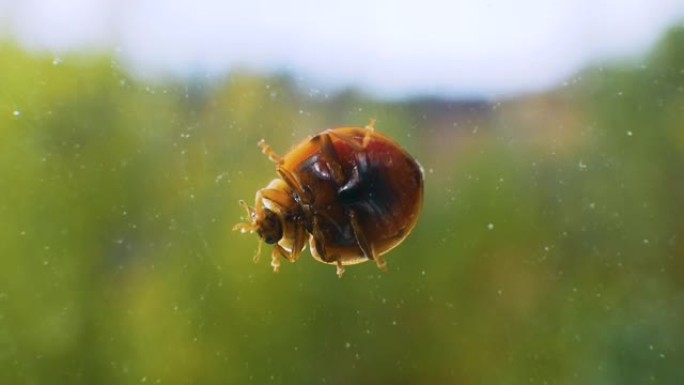 夏季波克背景下的玻璃瓢虫。瓢虫洗她的脸微距框架。昆虫特写