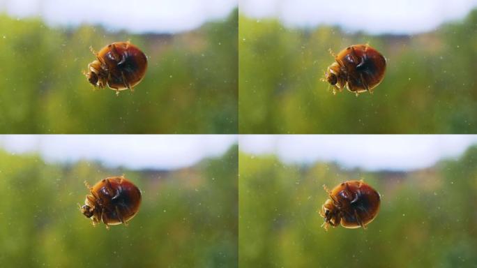 夏季波克背景下的玻璃瓢虫。瓢虫洗她的脸微距框架。昆虫特写
