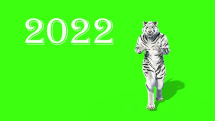 2022年的老虎，3D模型的动物跳舞，动画，绿色背景