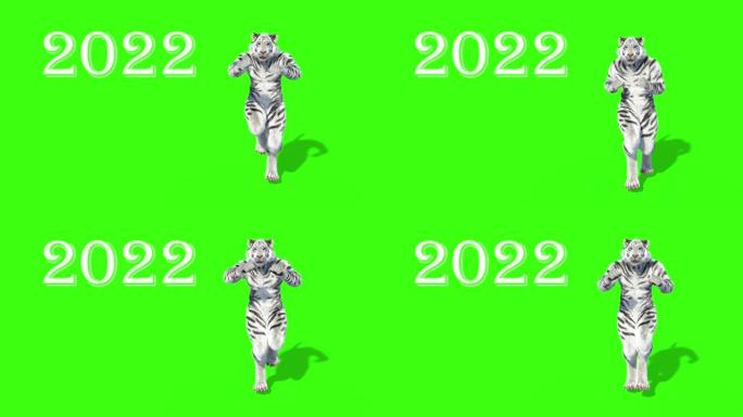 2022年的老虎，3D模型的动物跳舞，动画，绿色背景