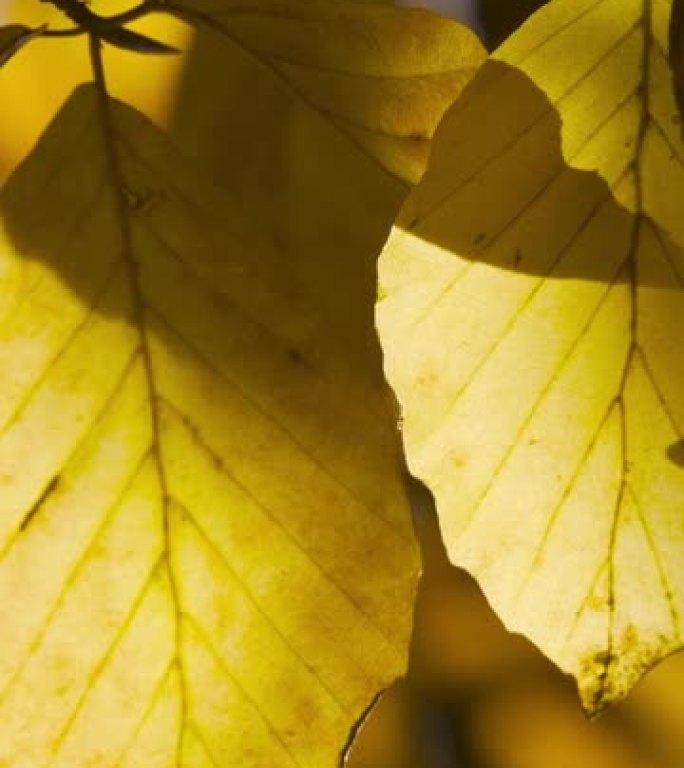 竖屏: 黄色秋叶。自然视频场景场景被风吹动的树叶的特写镜头，模糊多彩的散景背景。为社交媒体拍摄