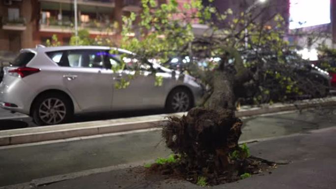 城市中的气象紧急情况，强烈的飓风摧毁了干燥的树木和停放的汽车，连根拔起的倒下的树木损坏了汽车表面并阻