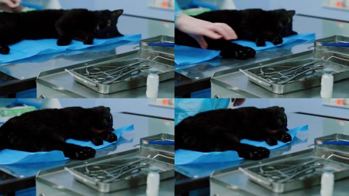 黑猫无意识地躺在手术室里等待手术去势