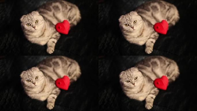可爱的苏格兰红心折叠猫躺着，看着黑色背景特写镜头。情人节假期。爱情，关系。动物的主题。心，给情人的礼