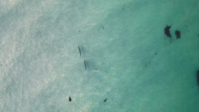 在墨西哥湾游泳的两条鱼的鸟瞰图