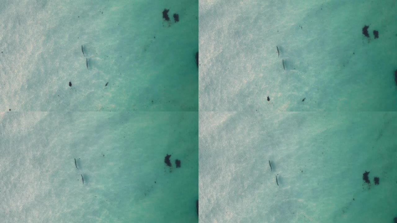 在墨西哥湾游泳的两条鱼的鸟瞰图