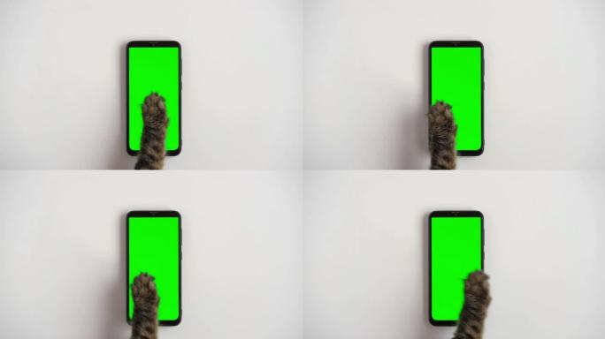 用chromakey屏幕触摸、点击和滑动手机。猫爪打字智能手机与绿色背景。特写。用于广告的色度键垂直