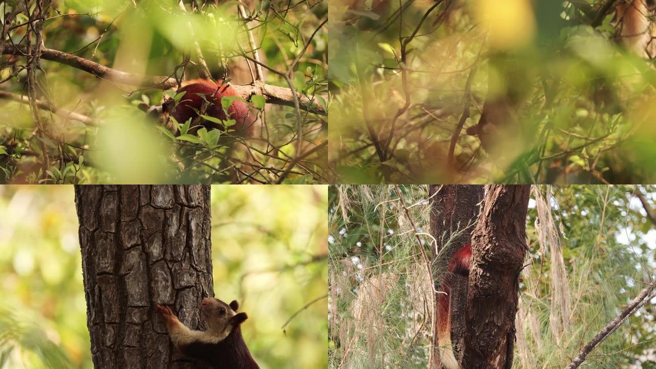 印度果阿。印度巨松鼠，或称马拉巴巨松鼠，以树蚁为食攀爬的鼠尾草。它是印度森林林地原产的Ratufa属