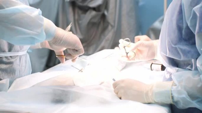 在手术室中，兽医在手术结束时对动物进行手术缝合。外科医生在手术灯的灯光下，将动物的切口缝起来。