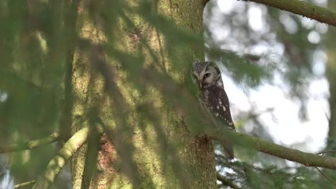 一种小而可爱的鸟小猫头鹰 (Athene noctua) 栖息在针叶树的树枝上。背景中有一片森林。