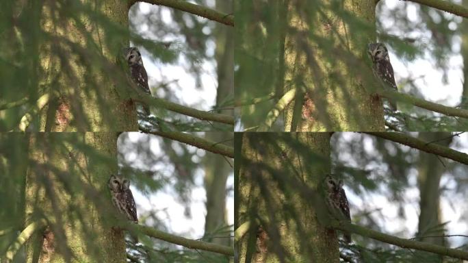 一种小而可爱的鸟小猫头鹰 (Athene noctua) 栖息在针叶树的树枝上。背景中有一片森林。