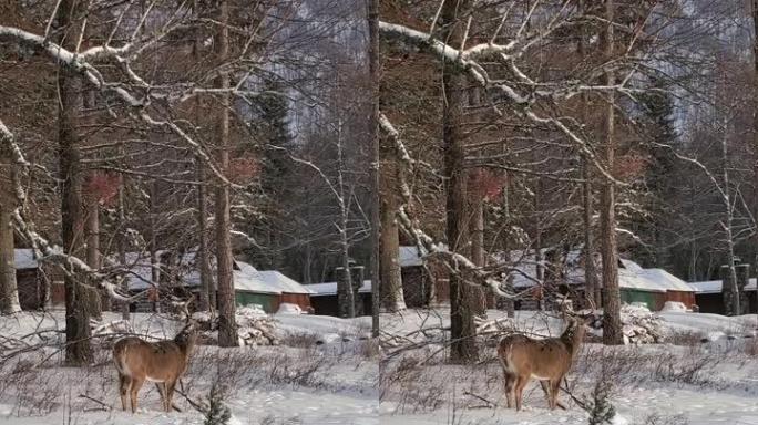 冬季福雷斯特的白尾鹿