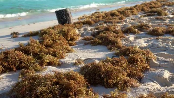 加勒比海滩上的马尾藻，环境退化。