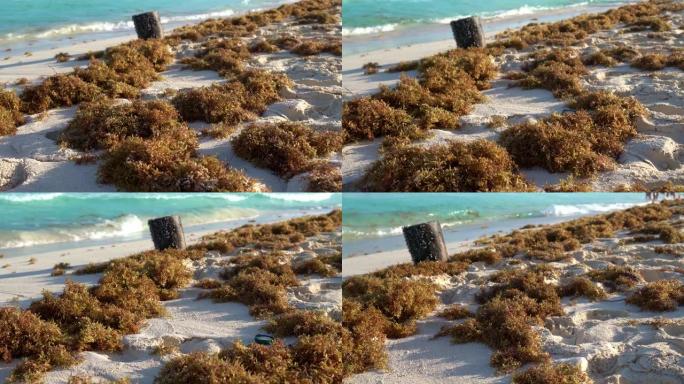 加勒比海滩上的马尾藻，环境退化。
