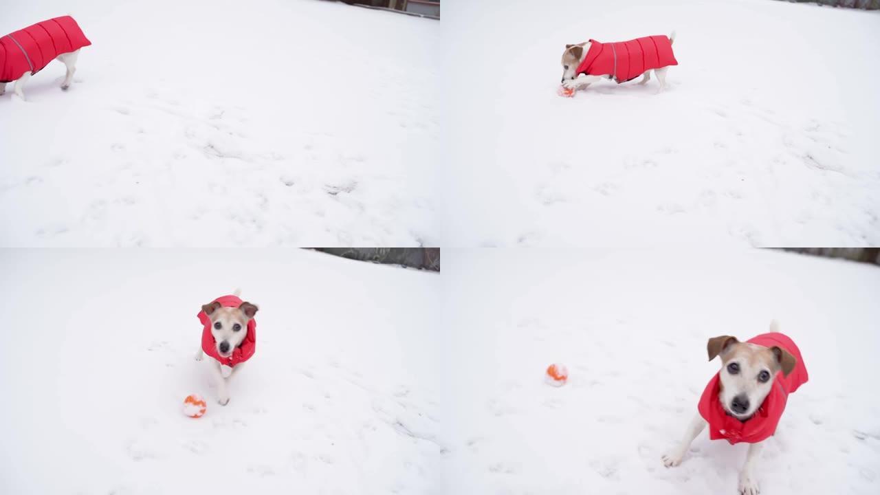 穿着红色冬衣的狗不耐烦地看着相机，等待玩具游戏