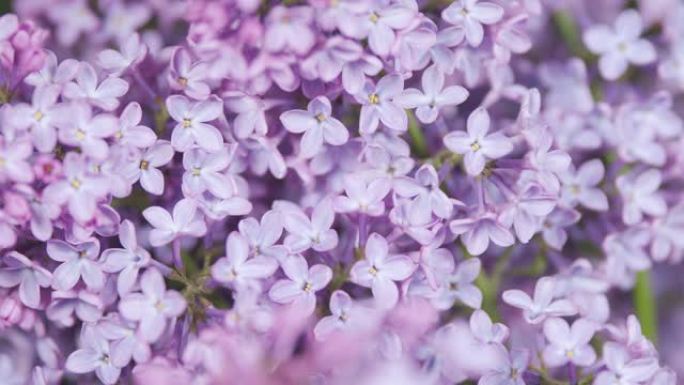 紫丁香紫花树。美丽芬芳的小花打开。花枝或开花的丁香。机架聚焦。
