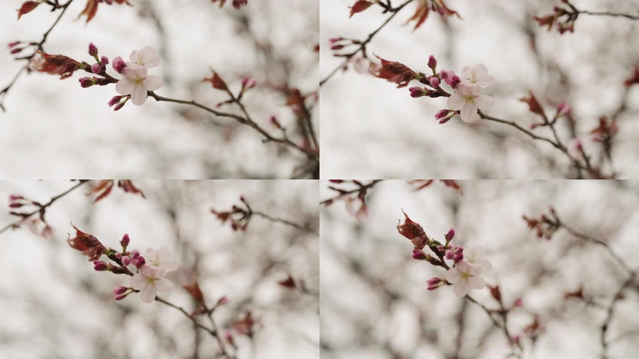 初春的慢动作第一个樱花芽