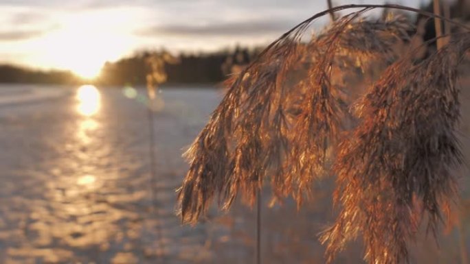 日落时，芦苇在冰冻的湖边的特写镜头。
