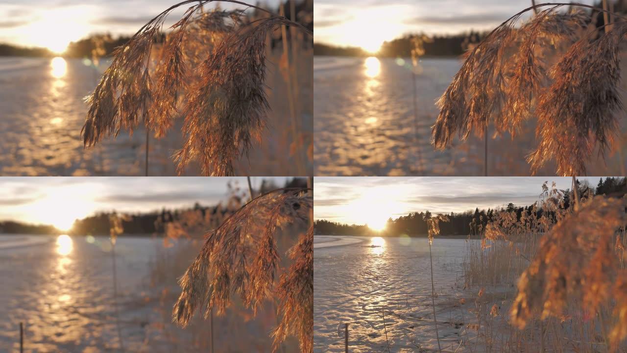 日落时，芦苇在冰冻的湖边的特写镜头。