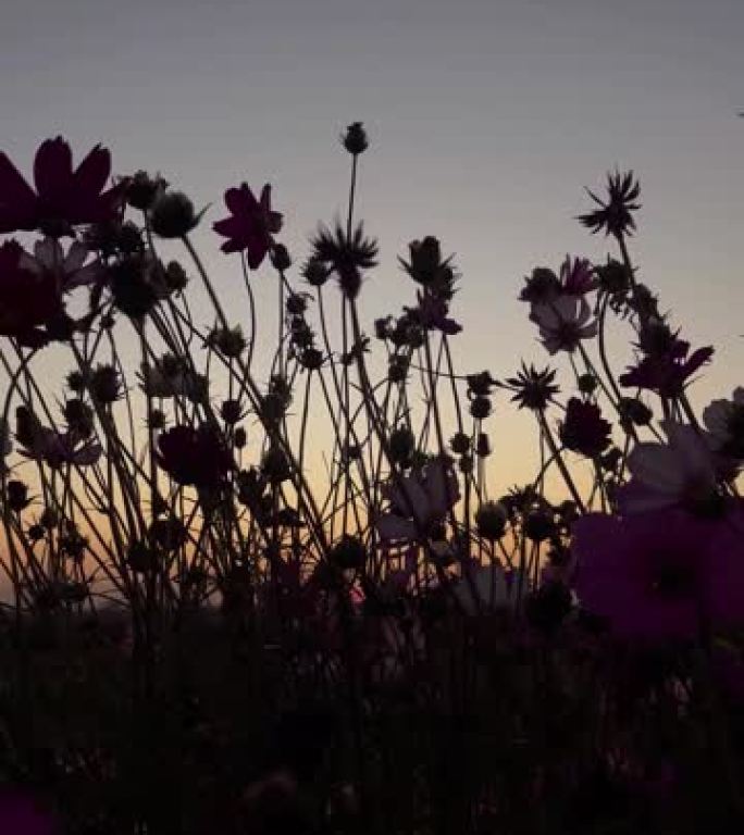 落日夏季被风吹开的花，落日夏季剪影花