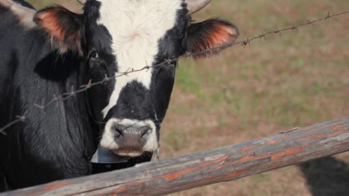 带刺铁丝网牧场上带铃的母牛的特写
