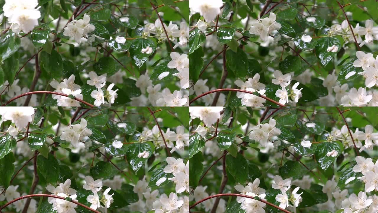 雨下的茉莉花视频。夏季