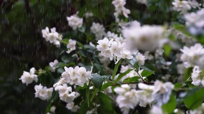 雨下的茉莉花视频。夏季