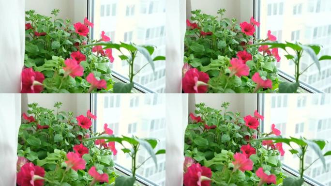 家里窗台上的花盆里的花矮牵牛幼苗。许多小绿色植物，花盆里长着红色的花。在温室中播种的婴儿植物。园艺幼