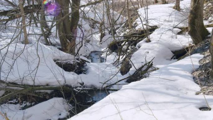 早春融雪，水在野生森林中形成溪流。