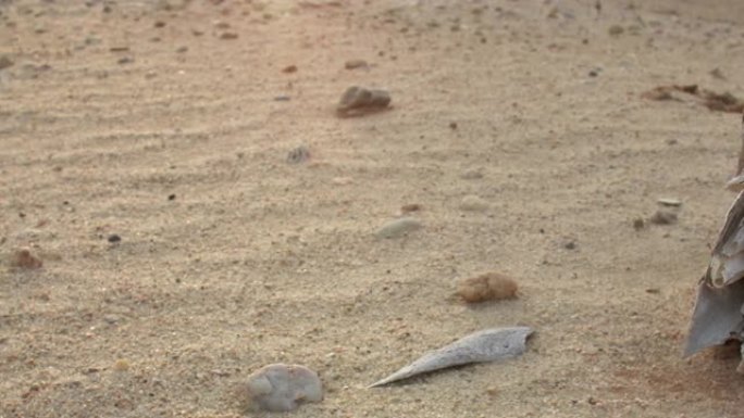 日落之后，在沙漠中被烈日风化的动物头骨开始了蓝色小时的洗礼。