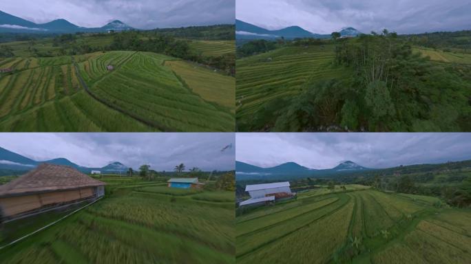 稻田山火山收获绿色亚洲农业耕种