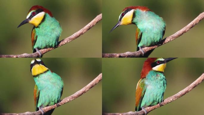 树枝上美丽的五颜六色的鸟把头转向不同的方向