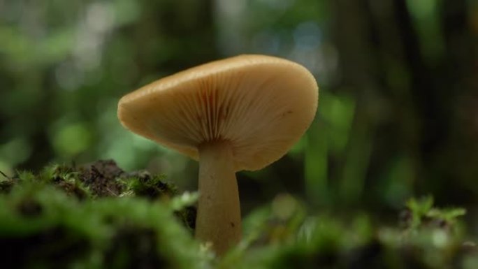 上口森林中的蘑菇