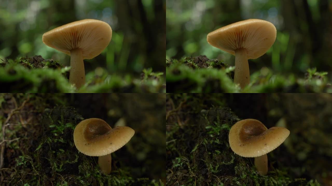 上口森林中的蘑菇
