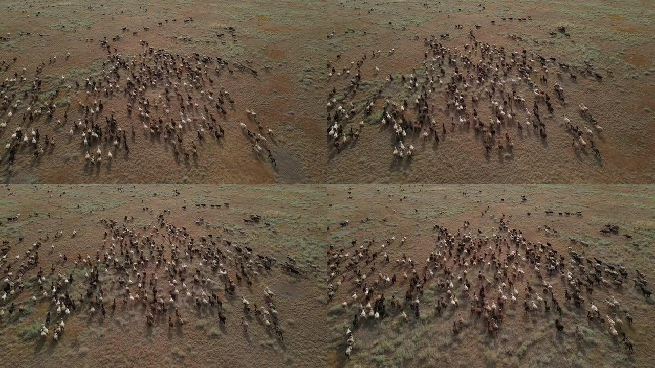 沙漠中的一大群羊