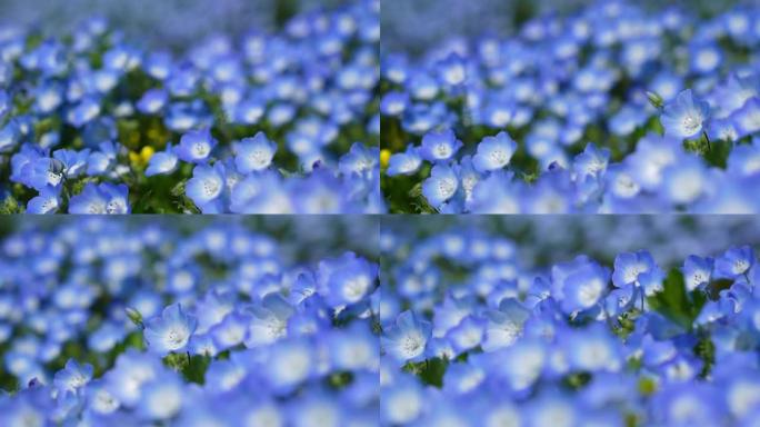 平移小蓝花 “Nemophila” 的4k视频。