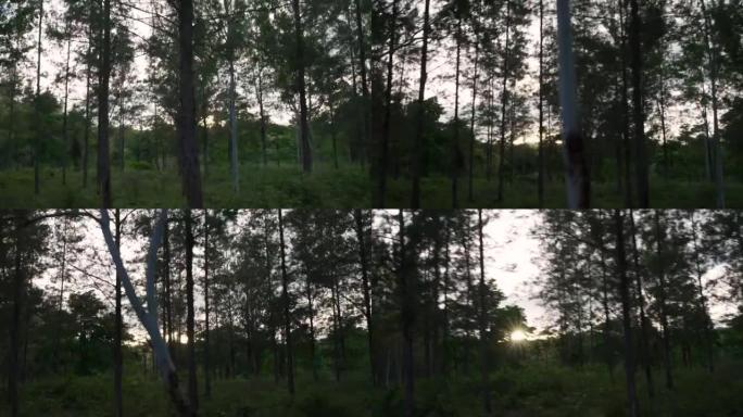 森林中的高树日落