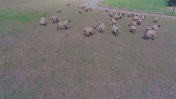 在4k的牧场上对一群绵羊进行空中拍摄