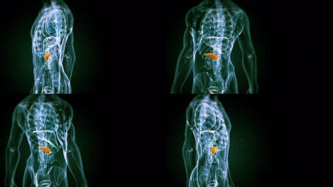 人体胰腺解剖学医学人体三维动画内脏器官结