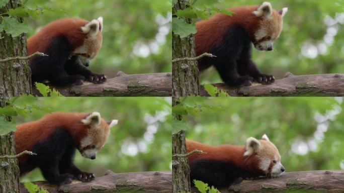 4k动物园树枝上的小熊猫特写