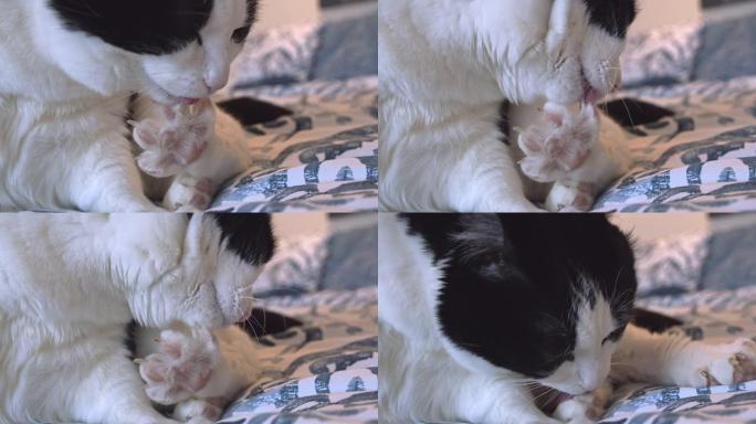 家养双色猫 (燕尾服猫) 在床上舔自己的手