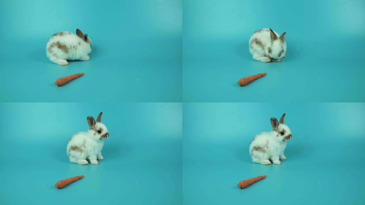 可爱的小兔子兔子白棕色行走，蓝色背景上有新鲜的小胡萝卜。蓬松可爱的可爱的白兔胡萝卜孤立。复活节动物概