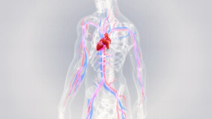 有血管的人心脏3D心脏分析3D心脏跳动人