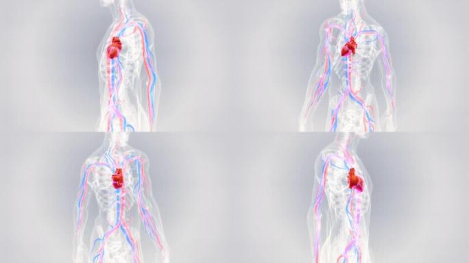 有血管的人心脏3D心脏分析3D心脏跳动人