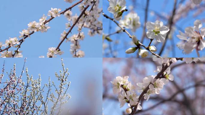 桃花 白色桃花 盛开的桃花桃枝 桃花朵朵