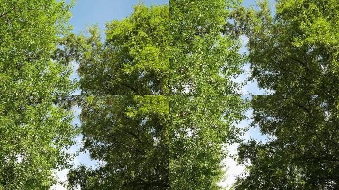 绿色森林。底视图背景。蓝色的天空被绿色的树叶包围。带复制空间的框架。仰望绿叶、蓝天和阳光的树木。树冠